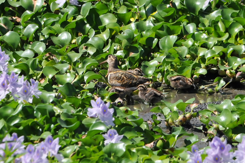 タマシギ親子 （１０態-1）　奈良県　某所　2015/08/24　Photo by Takase