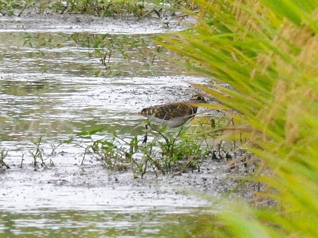 今が旬だよ　タマシギ家族　（９態-1）　防賀川　八幡市　2016/09/25　Photo by Kohyuh