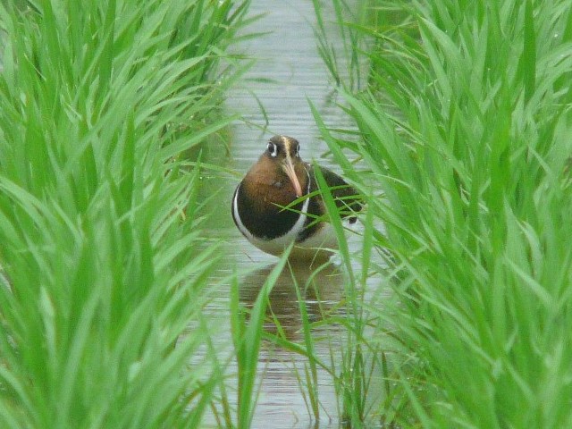 @ ^}VM ij@@s@J@2008/06/20@Photo by Takase