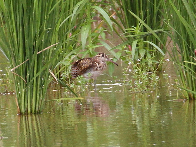 ^}VM@c@iS-1j@ss@@c@2014/08/25@Photo by Manda