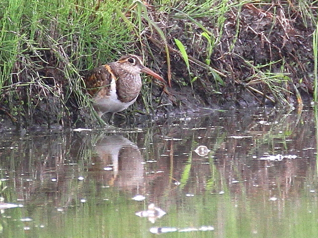 ^}VM @@ss@@c@2014/08/25@Photo by Manda