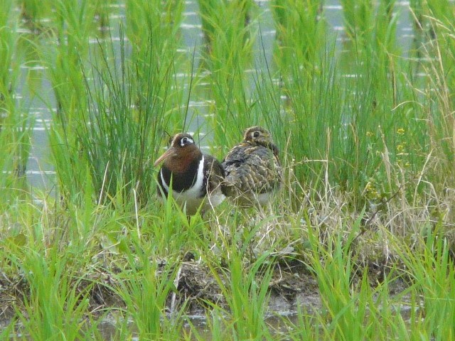 A ^}VM ij@@s@J@2008/06/15@Photo by Takase