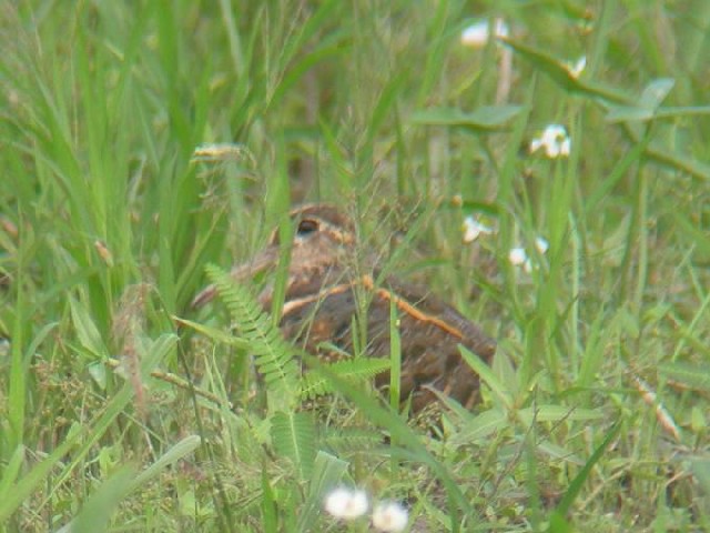 C@^}VM@c@@s@J@2006/09/11@Photo by Takayama