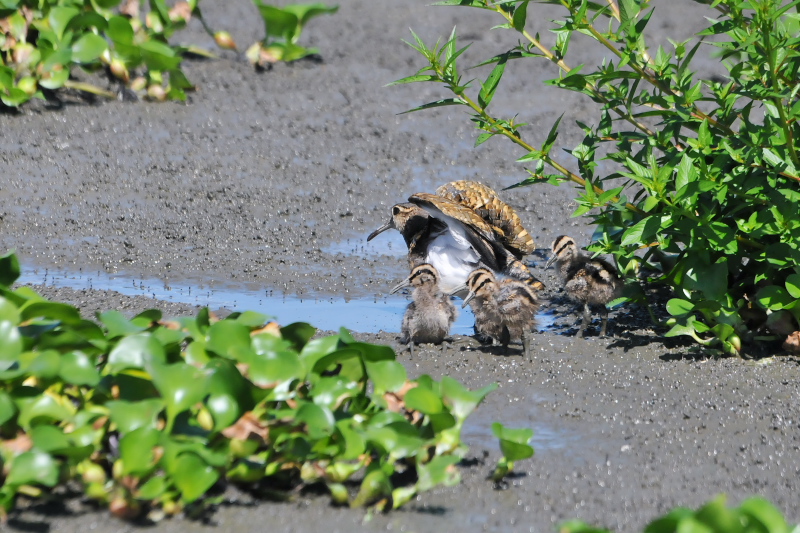 タマシギ親子 （１０態-2）　奈良県　某所　2015/08/24　Photo by Takase