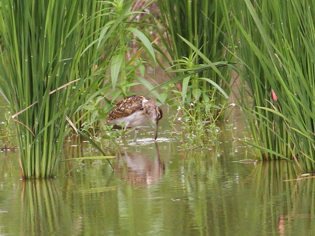 ^}VM@c@iS-2j@ss@@c@2014/08/25@Photo by Manda