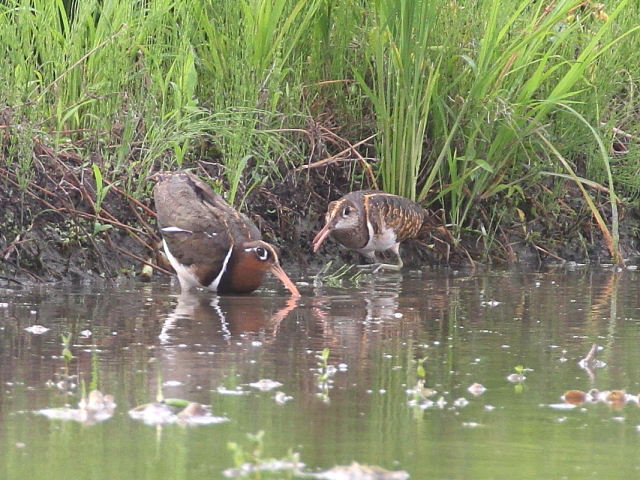 ^}VM @@iR-2j@ss@@c@2014/08/25@Photo by Manda