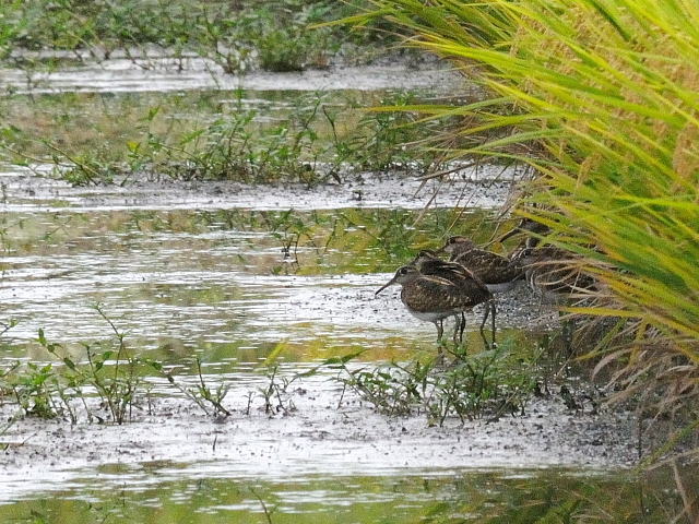今が旬だよ　タマシギ家族　（９態-3）　防賀川　八幡市　2016/09/25　Photo by Kohyuh