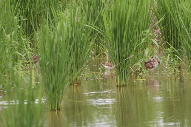 ^}VM@c@iS-3j@ss@@c@2014/08/25@Photo by Manda