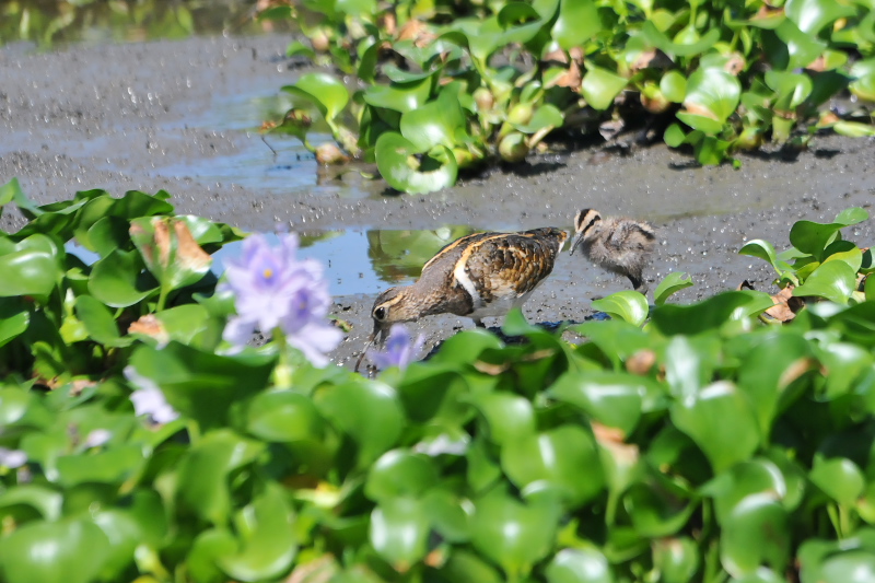 タマシギ親子 （１０態-4）　奈良県　某所　2015/08/24　Photo by Takase