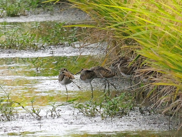 今が旬だよ　タマシギ家族　（９態-4）　防賀川　八幡市　2016/09/25　Photo by Kohyuh