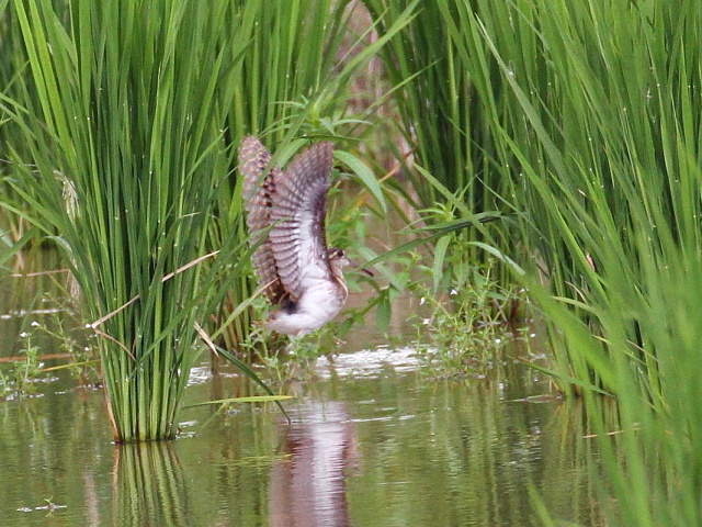 ^}VM@c@iS-4j@ss@@c@2014/08/25@Photo by Manda