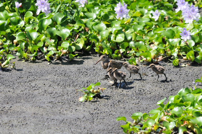 タマシギ親子 （１０態-5）　奈良県　某所　2015/08/24　Photo by Takase