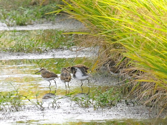 今が旬だよ　タマシギ家族　（９態-5）　防賀川　八幡市　2016/09/25　Photo by Kohyuh