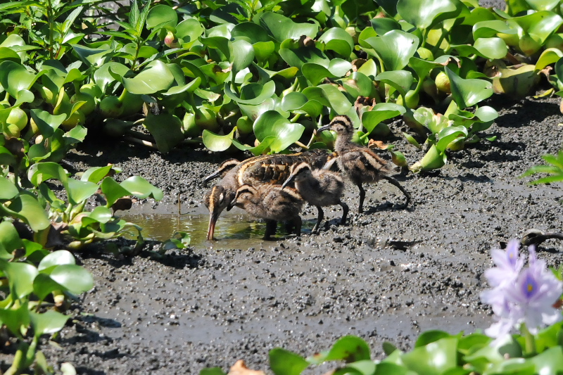 タマシギ親子 （１０態-6）　奈良県　某所　2015/08/24　Photo by Takase