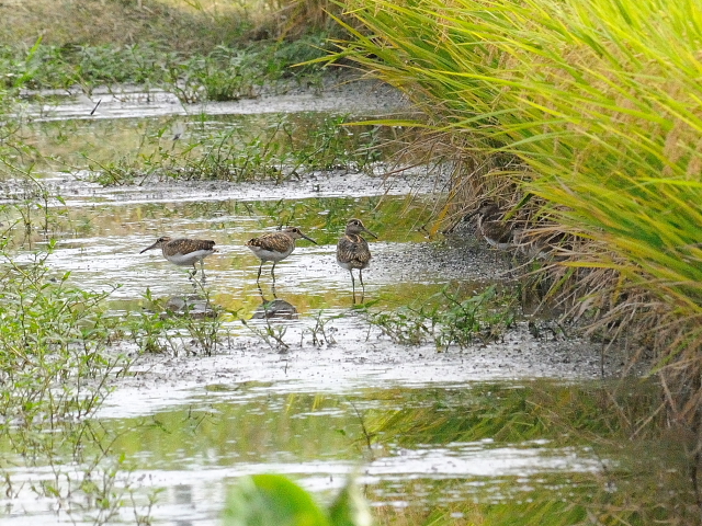 今が旬だよ　タマシギ家族　（９態-6）　防賀川　八幡市　2016/09/25　Photo by Kohyuh