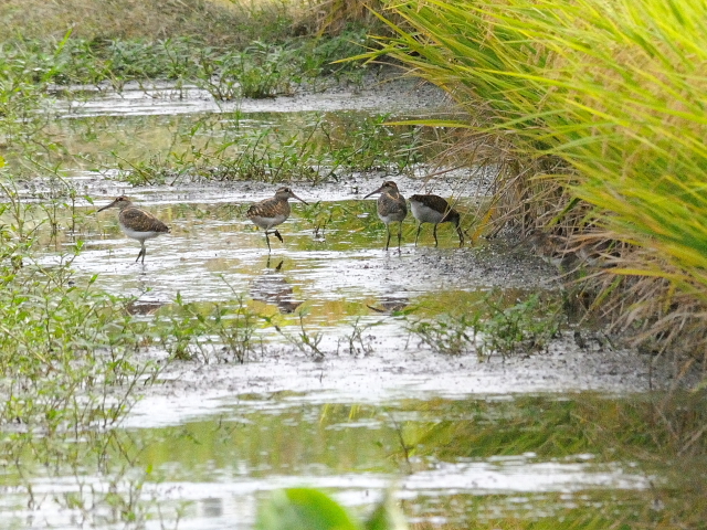 今が旬だよ　タマシギ家族　（９態-7）　防賀川　八幡市　2016/09/25　Photo by Kohyuh