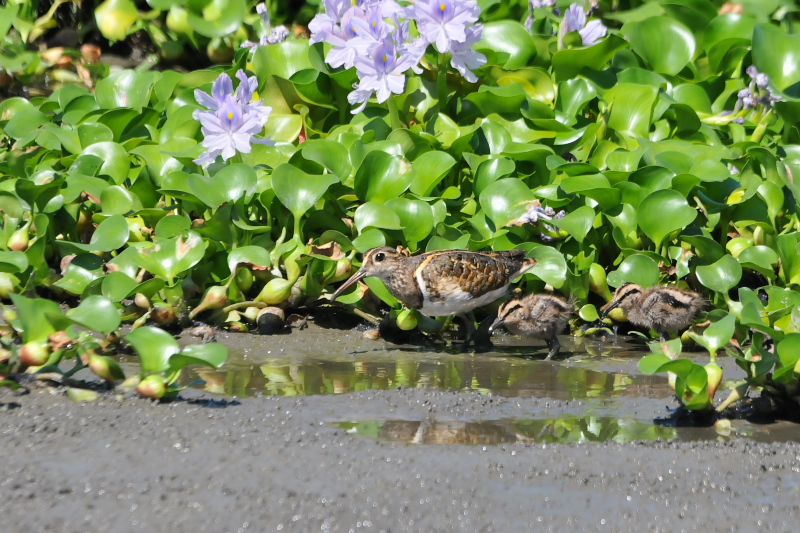 タマシギ親子 （１０態-8）　奈良県　某所　2015/08/24　Photo by Takase