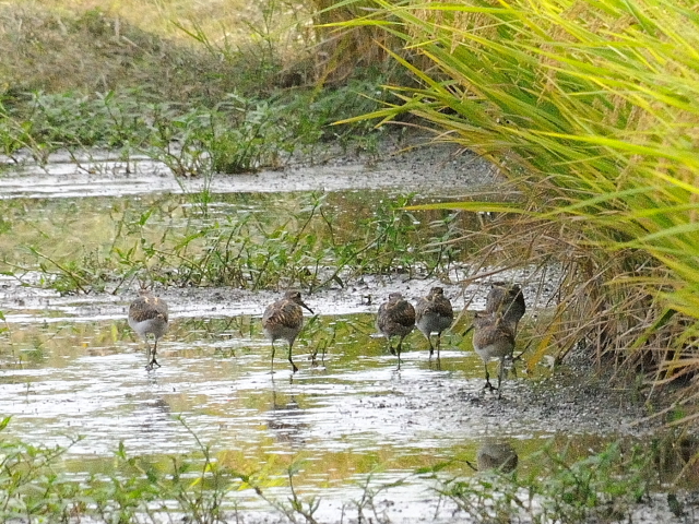 今が旬だよ　タマシギ家族　（９態-8）　防賀川　八幡市　2016/09/25　Photo by Kohyuh