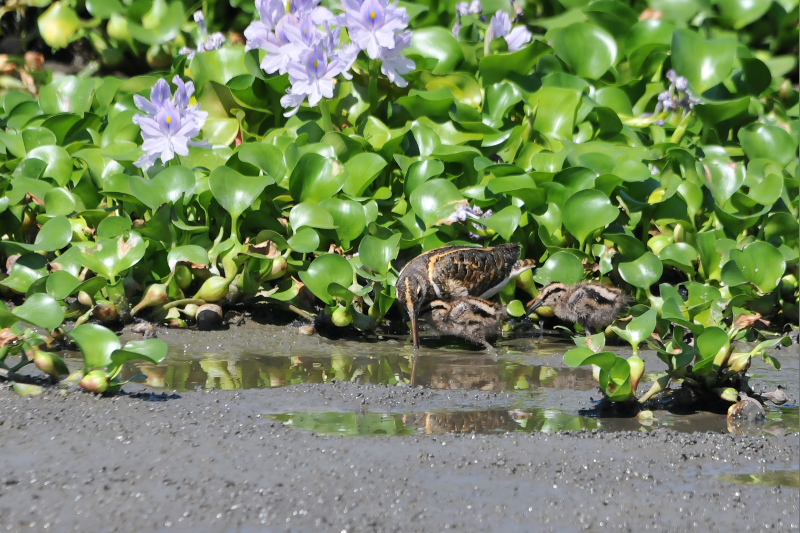 タマシギ親子 （１０態-9）　奈良県　某所　2015/08/24　Photo by Takase