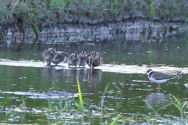 ^}VMƑ iR-1j@vR@s{vS@2014/09/16@Photo by Manda