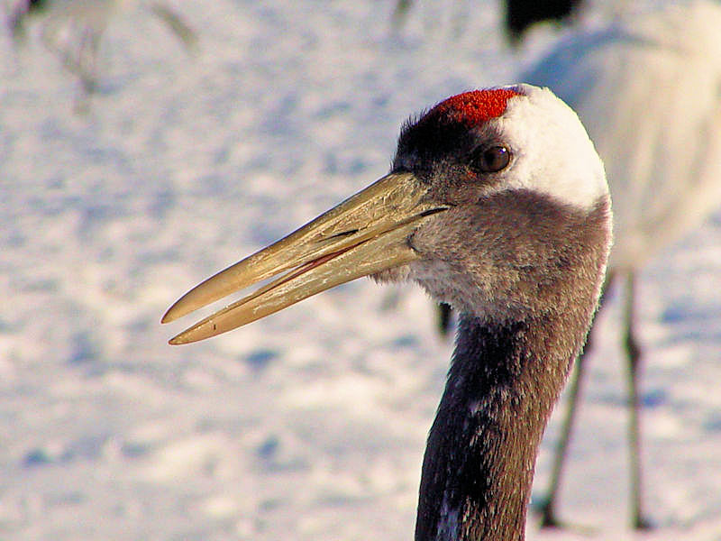 ^`EiR-3j ᒹij@ߋEكTN`A kC@2008/02/01@Photo by Kohyuh