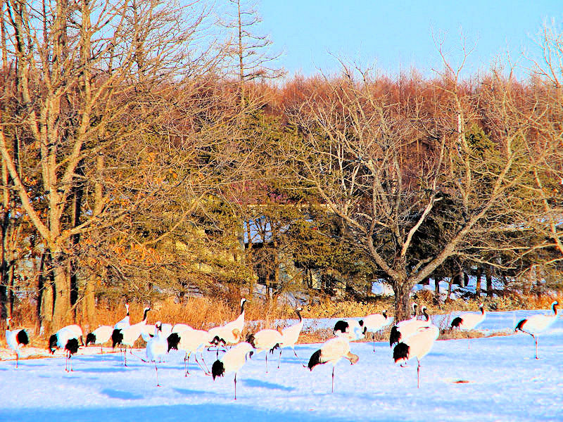 ^`EiR-1j iQj@ߋEكTN`A kC@2008/02/01@Photo by Kohyuh