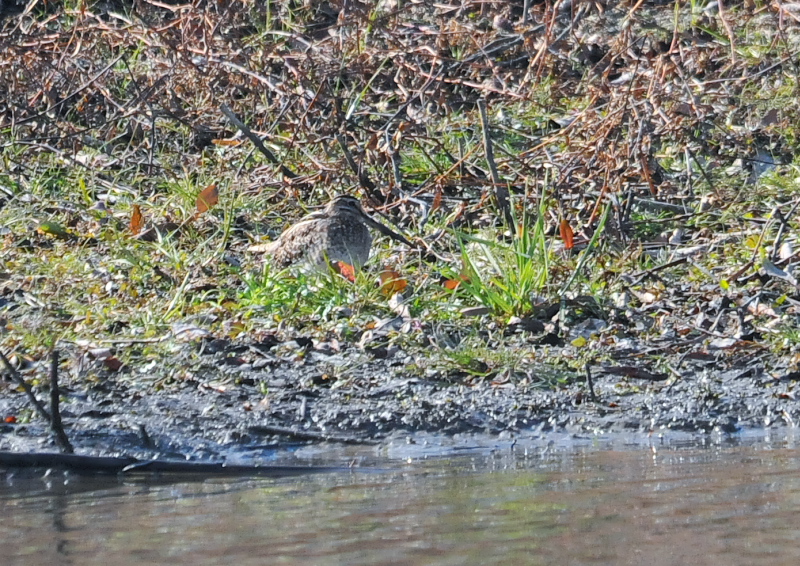 タシギ　淀川左岸　枚方市　2016/01/27　Photo by Takase