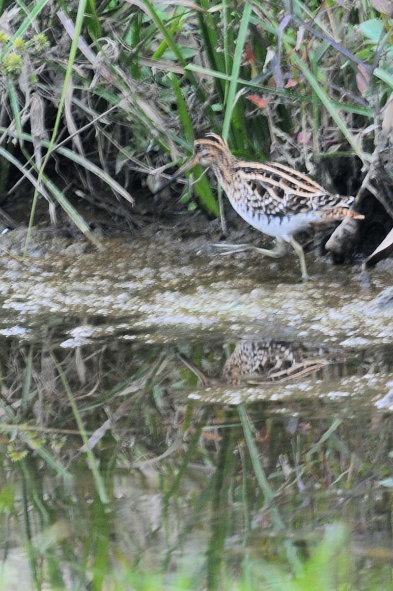 ^VM @J@s@2020/12/09@Photo by Kohyuh