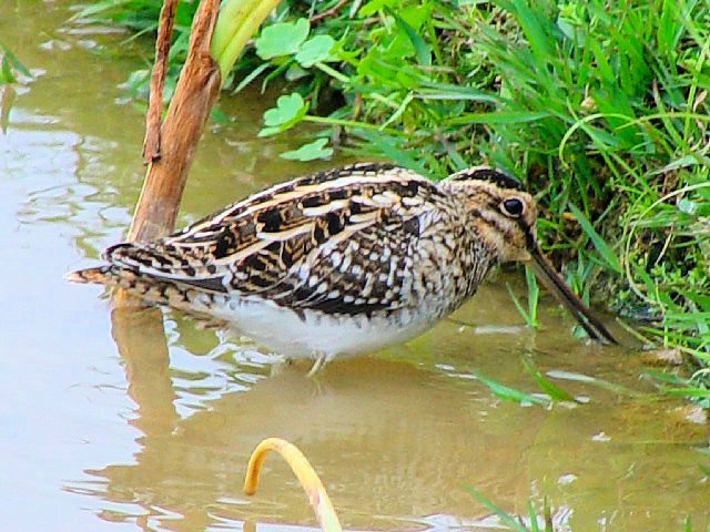 A ^VM@@ߍx@ꌧ@2009/01/23@Photo by Kohyuh