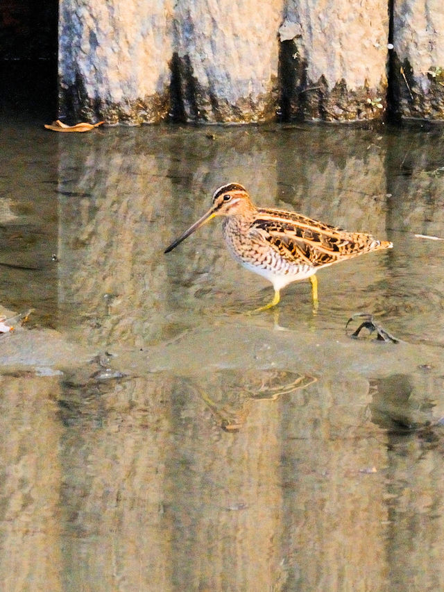 F ^VM@@J@s@2011/12/21@