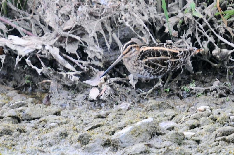 ^VM @J@s@2020/12/09@Photo by Kohyuh