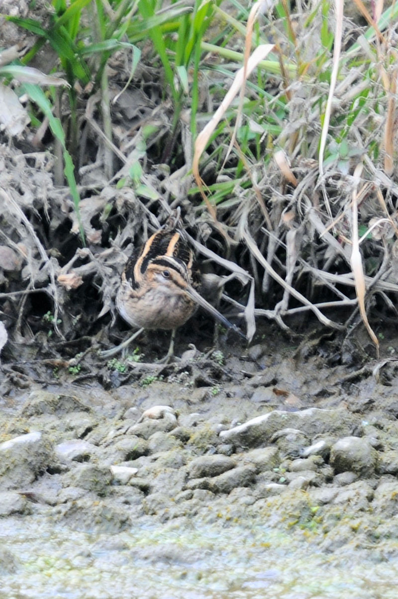 ^VM @J@s@2020/12/09@Photo by Kohyuh