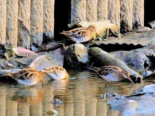 D ^VM@@J@s@2011/12/21@Photo by Kohyuh