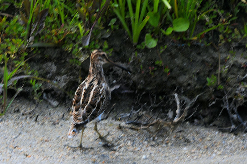 ^VMiQԁj @J@s@2021/04/24@Photo by Kohyuh