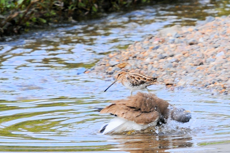 ^VMiQԁj @J@s@2021/04/24@Photo by Kohyuh