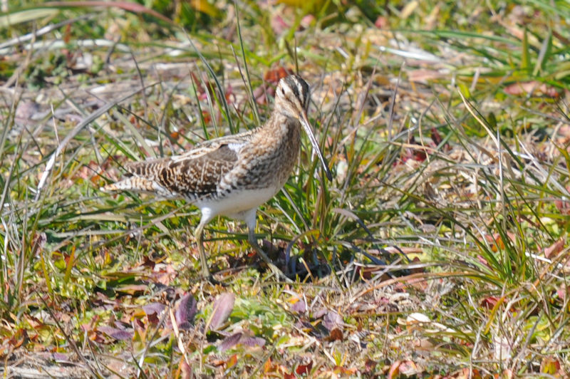 ^VM iWԁj@J@s@2022/02/28@Photo by Kohyuh