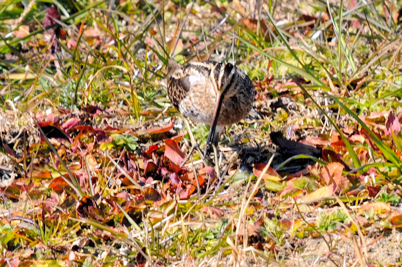 ^VM iWԁj@J@s@2022/02/28@Photo by Kohyuh