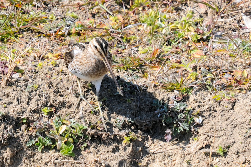 ^VM iWԁj@J@s@2022/02/28@Photo by Kohyuh