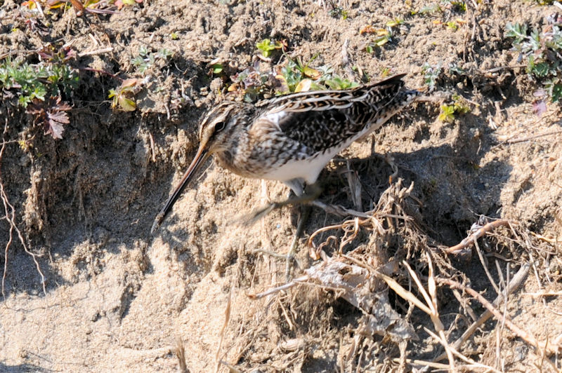 ^VM iWԁj@J@s@2022/02/28@Photo by Kohyuh