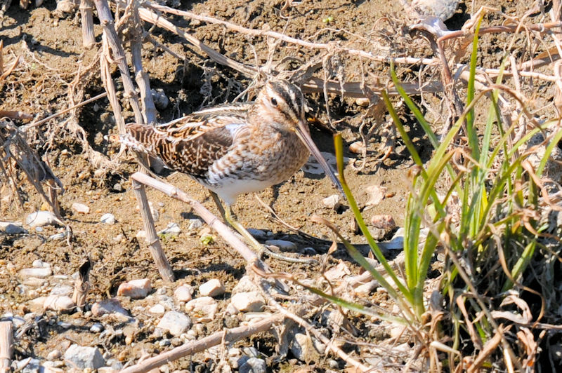 ^VM iWԁj@J@s@2022/02/28@Photo by Kohyuh