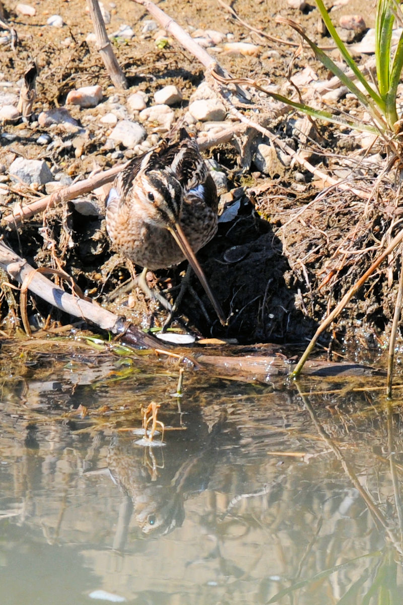 ^VM iWԁj@J@s@2022/02/28@Photo by Kohyuh