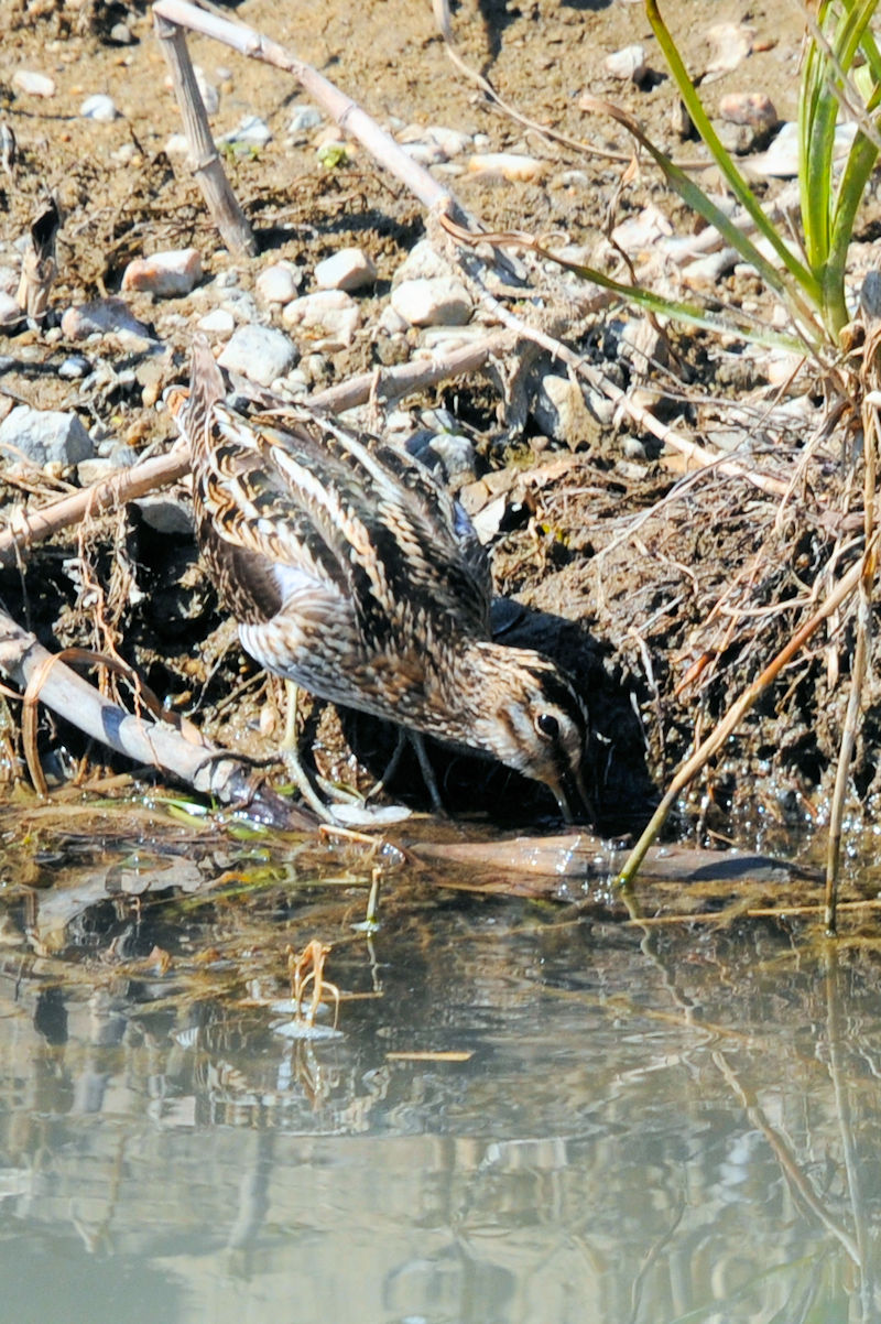 ^VM iWԁj@J@s@2022/02/28@Photo by Kohyuh