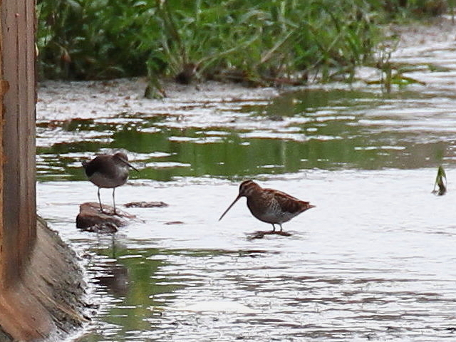 E ^VM@@J@s@2013/10/03@Photo by Manda@iʐ^D񋟁F@ݓc)