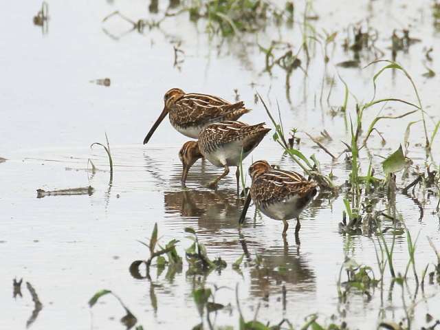 ^VM@@vR@s{vS@2014/09/18@Photo by Manda@iʐ^񋟁F@ݓcj