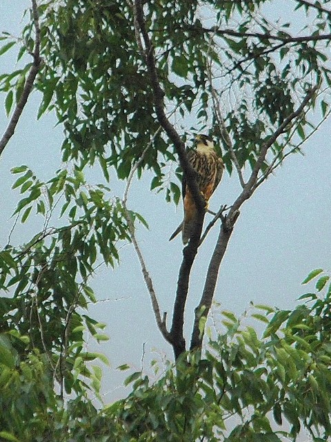 @ `SnuT@@쌧@2009/07/18@ Photo by Takase