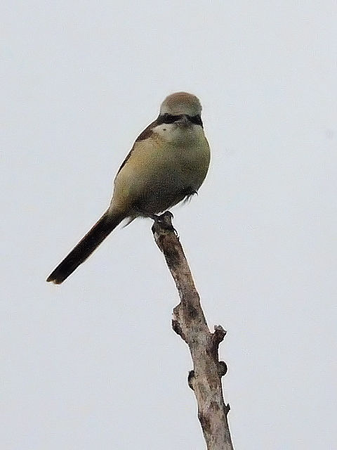 @ `SY@@Ί_@ꌧ@2011/01/27@ Photo by Kohyuh