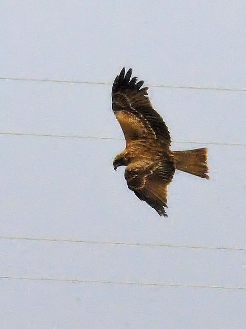 Photo-20140316@gr@@썶݁@s@20014/03/16@Photo by Kohyuh