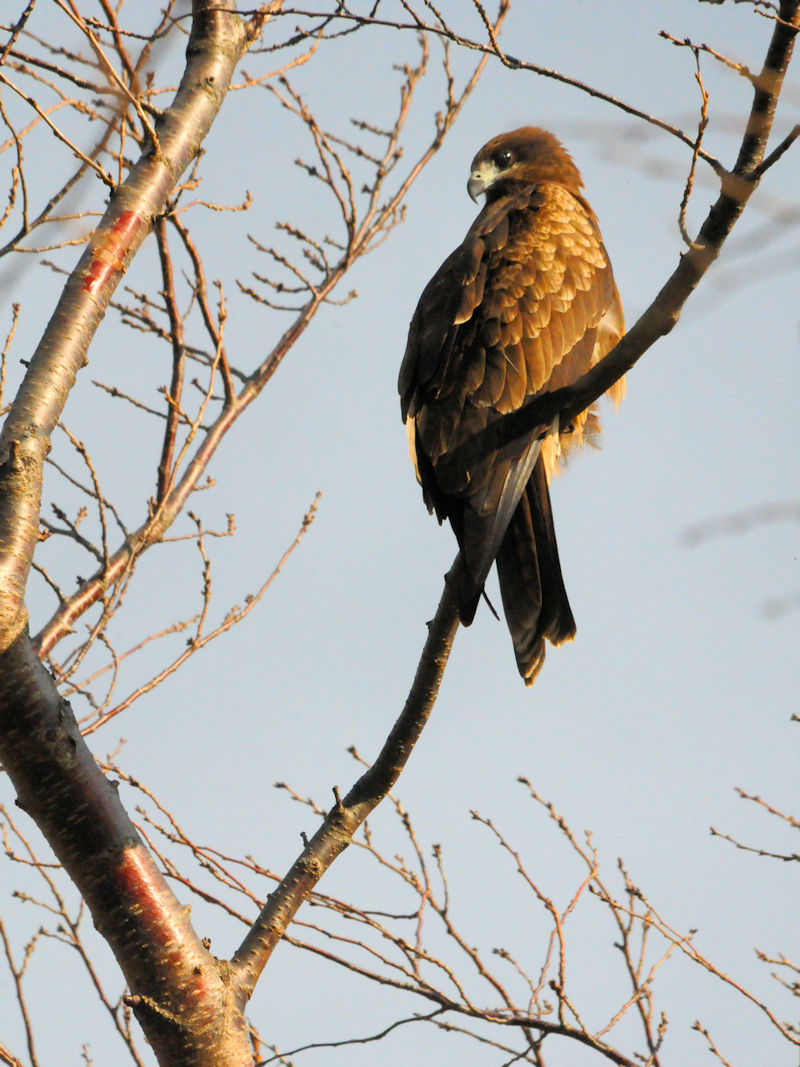  gr iR-1j@@F썶݁@s@ 2018/12/17@Photo by Kohyuh