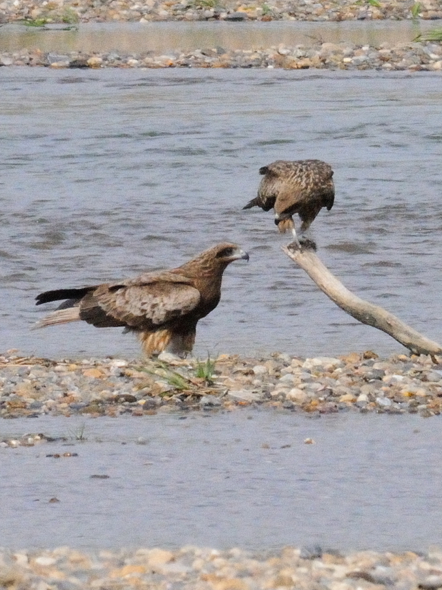 トビ　（２態-2）　木津川　八幡市　2016/04/09　Photo by Kohyuh