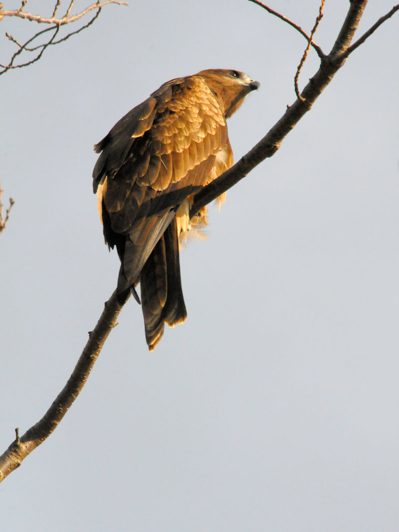  gr iR-2j@@F썶݁@s@ 2018/12/17@Photo by Kohyuh